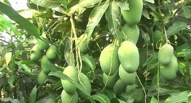 রাজশাহী থেকে বিনা ভাড়ায় আম আনার প্রতিশ্রুতি ডাকবিভাগ